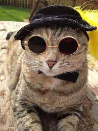 Cool Cat Fancy Cats Hipster Cat Pets Cats