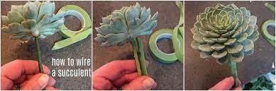Maybe you would like to learn more about one of these? How To Wire A Succulent For A Bouquet Real Flower Business