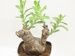 Image result for Euphorbia platyrrhiza