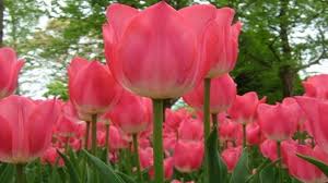 Cara menggambar tulip wikihow via id.wikihow.com. 4000 Gambar Bunga Tulip Dalam Pot Hd Terbaru Infobaru