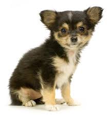 Gorgeous male & female chihuahua puppies for sale in good homes in search. Long Haired Chihuahua Puppy Biological Science Picture Directory Pulpbits Net
