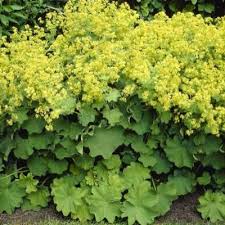 Image result for Alchemilla ellenbeckii