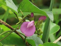 Image result for Canavalia cathartica