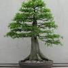 You can use any classical bonsai styles. 1