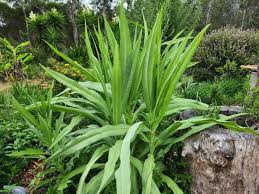 Image result for Lactuca indica