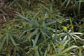 Image result for Cyperus ajax