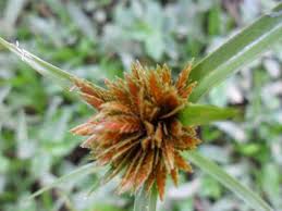 Image result for Pycreus macrostachyus