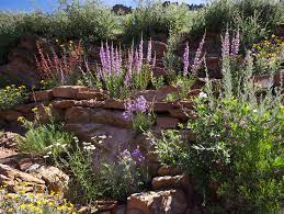 This plant grows to about 8 to 12 inches high and sprawls out from the container. Https Extension Colostate Edu Docs Pubs Native Frontrange Pdf