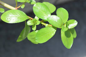 Image result for Ludwigia adscendens