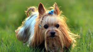 Some of the most beautiful yorkie puppies anywhere in the world! Yorkshire Terrier Price Temperament Life Span