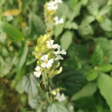 Image result for Phaulopsis