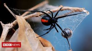 Therefore, it is important to note the. Redback Spider Bites Australian Man On Penis Bbc News