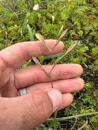 Image result for Hesperantha ballii