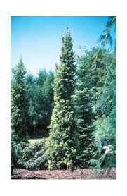 Columnar norway spruce will grow to be about 30 feet tall at maturity, with a spread of 10 feet. Narrow Spruce