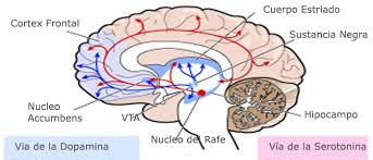 Image result for dopamina