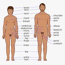 What are the parts and location of the male reproductive system? Body Chest Png Body Parts Of Men Transparent Png Transparent Png Image Pngitem