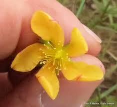 Image result for Hypericum lalandii