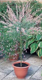 Compact, it sports a luminous variegated foliage on. A E Roberts Flamingo Willow