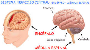 Resultado de imagen de IMAGEN DE SISTEMA NERVIOSO CENTRAL