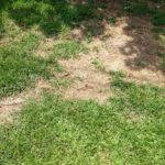 This video shows how to control a fire ant problem in your yard. How To Get Rid Of Ants In Your Home And Yard A Basic Guide Lawnstarter