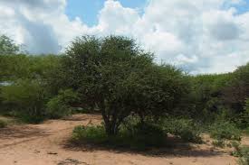 Image result for Boscia foetida