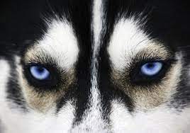 Piercing Blue Dog Posters Blue Eyes Dog Wall Art