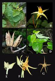 Image result for Eriolaena rulkensii