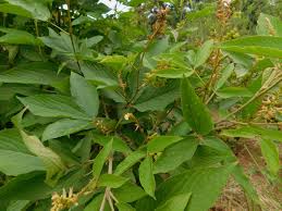 Image result for Flemingia