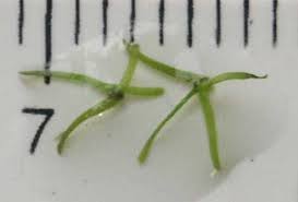 Image result for Wolffiella welwitschii