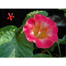 Image result for Stictocardia beraviensis