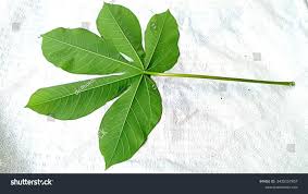 Image result for Manihot glaziovii