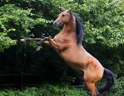 Come avviene l'accoppiamento tra la femmina e il maschio di gatto domestico e qual è il comportamento tipico. Cavallo Arabo Informazioni E Caratteristiche