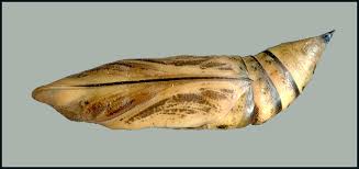 Image result for Isoglossa punctata