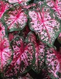 Caladium Carolyn Whorton Komnatnye Rasteniya Rasteniya Cvety