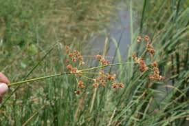 Image result for Juncus punctorius