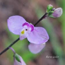 Image result for Volusia resupinata