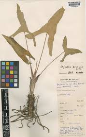 Image result for Stylochaeton