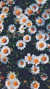 Contact tumblr aesthetic on messenger. Tumblr Flower Wallpapers On Wallpaperdog