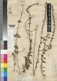 Image result for Lysimachia ruhmeriana