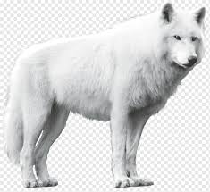 Maybe you would like to learn more about one of these? Wolf Png Images Pngwing