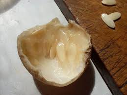 Image result for Cucumis humifructus