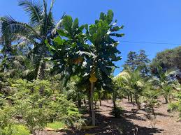 Image result for Anthocleista