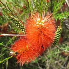Image result for Melaleuca sp. A (Biegel 5741)