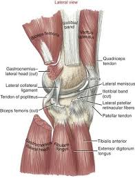 Pin By Nick Uhlmann On Lung Human Body Anatomy Body Anatomy Human Anatomy And Physiology