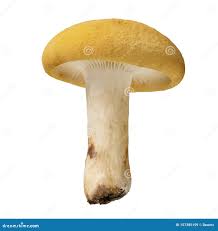Image result for Russula flavida