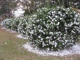 Camelia Bush Google Search Tuin Inspiratie Tuin Buiten