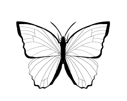 Bagaimana menggambar kupu kupu tahap demi tahap. Mewarnai Gambar Binatang Kupu Kupu Blue Morpho Sketsa Kupu Kupu
