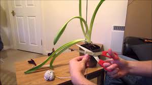 Check spelling or type a new query. Pin On Gardening