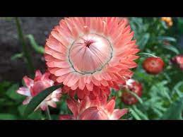 Strawflowers First Time Growing And What A Surprise Harvesting For Drying Youtube Plant Hacks Harvest Kinds Of Colors