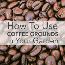 Use it every 3 or 4 weeks for a free organic fertilizer. How To Use Coffee Grounds In Your Garden Seedsnow Com